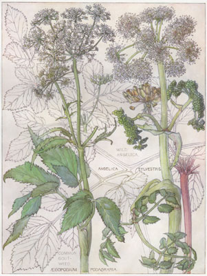 Common Gout Weed, Wild Angelica, Angelica